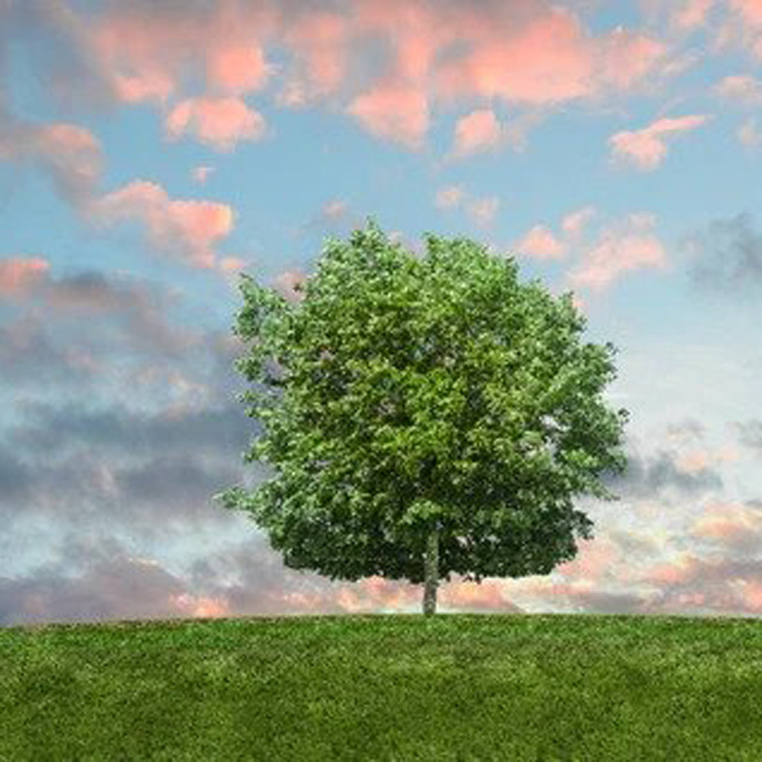 Embalming Vs. A Green Natural Burial