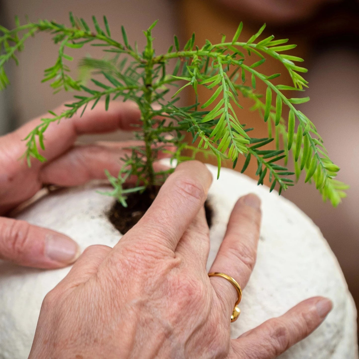 Loop EarthRise™ (Mushroom Urn) | Calm
