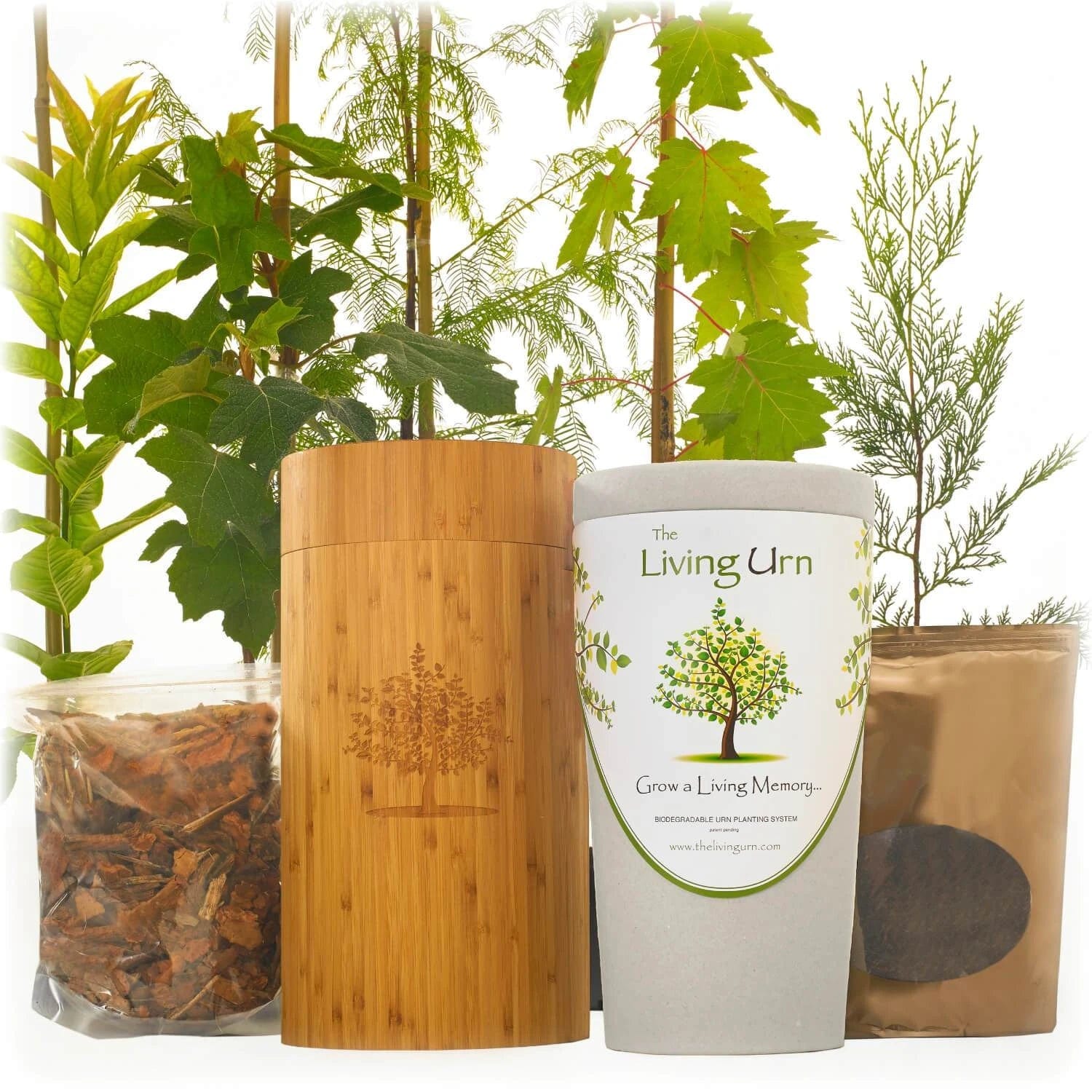 bonsai tree urn Eco Friendly Tree Urn - The Living Urn
