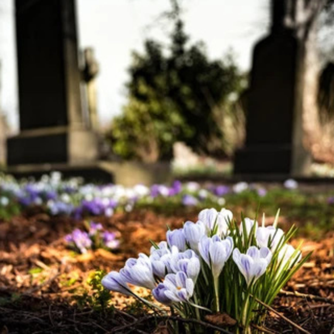 How To Choose A Cemetery For A Final Resting Place