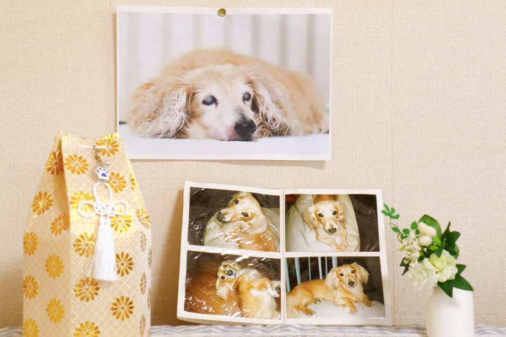 How To Plan A DIY Pet Funeral?