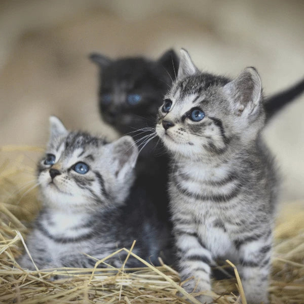 Choosing the Right Urn Size for Your Pet