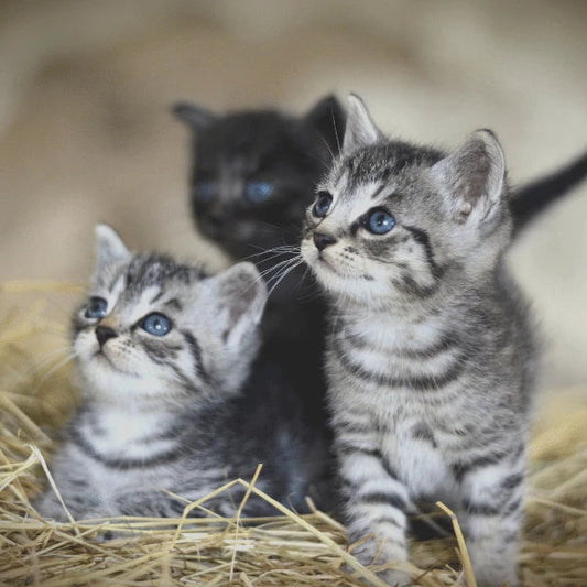 Choosing the Right Urn Size for Your Pet