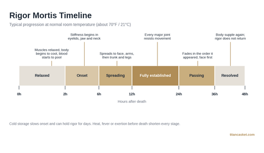 Rigor mortis timeline showing onset at 2 to 6 hours, full establishment by 12 hours and resolution by 36 to 48 hours after death
