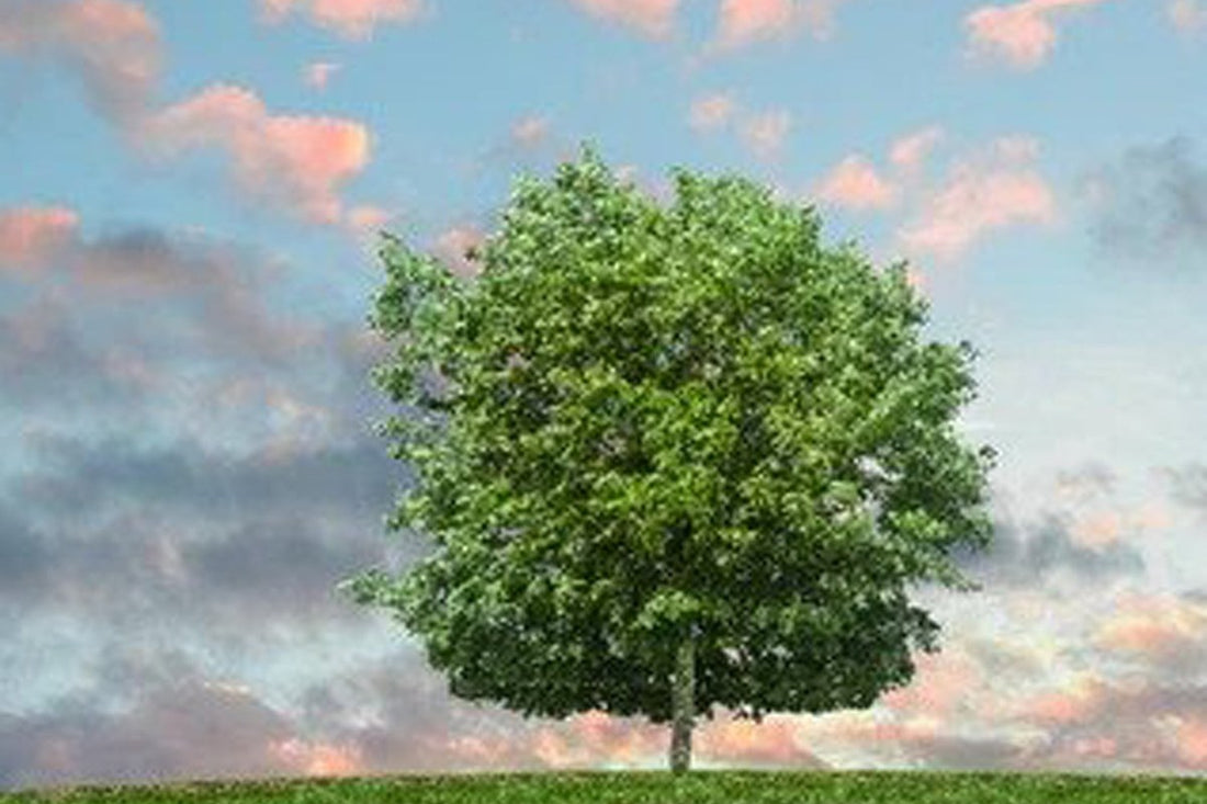 Green Burial: What It Is, What It Costs and How It Works